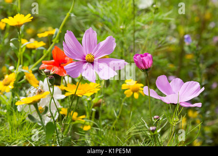 Bellissimi fiori selvatici che crescono in un prato Foto Stock
