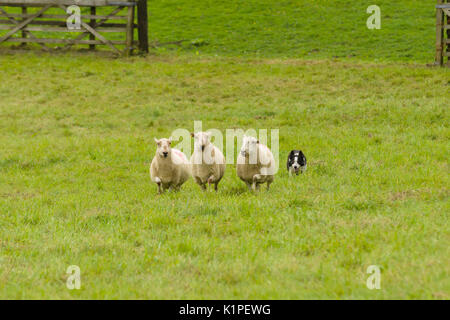 Confine gallese collie cane da pastore che arrotondano le pecore nella Ceiriog Valley prove di cane da pastore nel Galles del Nord Foto Stock