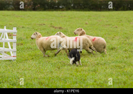 Confine gallese collie cane da pastore che arrotondano le pecore nella Ceiriog Valley prove di cane da pastore nel Galles del Nord Foto Stock