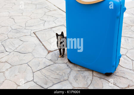 Il concetto di viaggio. Nizza zenzero domestico gatto dorme sulla valigia Foto Stock