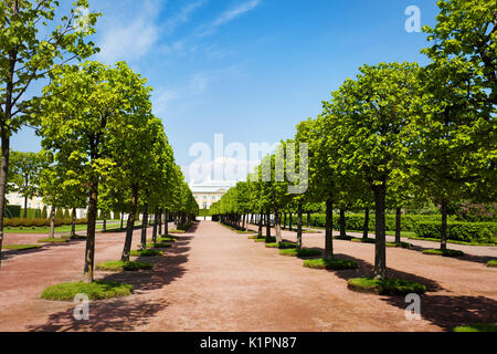 Righe convergenti di alberi dei giardini superiore in Petrodvorets, Peterhof, Russia Foto Stock