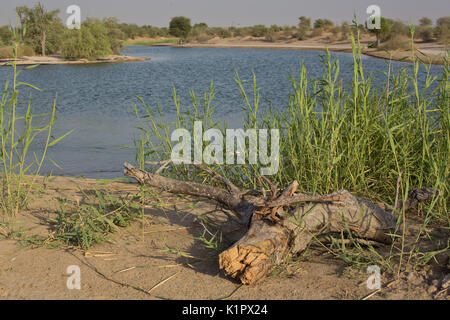 Al Qudra laghi, Dubai Foto Stock