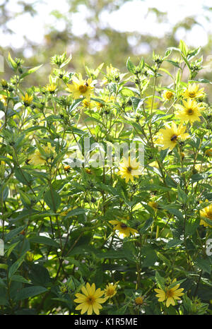 Helianthus 'Lemon Queen', girasole limone Queen, un girasole perenni che crescono in un giardino inglese. Foto Stock