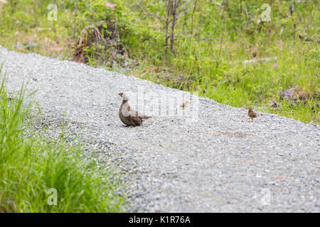 Spruce Grouse, Falcipennis canadensis, Eagle River, Anchorage, Alaska, STATI UNITI D'AMERICA Foto Stock