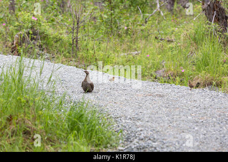 Spruce Grouse, Falcipennis canadensis, Eagle River, Anchorage, Alaska, STATI UNITI D'AMERICA Foto Stock