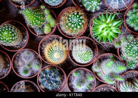 Varietà di vasi di piante di cactus Foto Stock