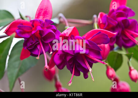 Fuchsia dollar princess. fuchsia dollar prinzessin flower closeup Foto Stock