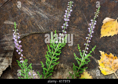 Caduta heather fiori e foglie di betulla su sfondo di legno Foto Stock
