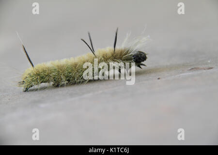 Tussock Moth caterpillar Foto Stock