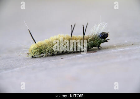 Tussock Moth caterpillar Foto Stock