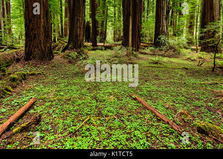 la zona verde di trifoglio copre il terreno della foresta in un boschetto di giganteschi alberi di sequoia Foto Stock