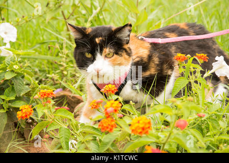 Gatta Calico in rosa e il cablaggio guinzaglio nel giardino estivo Foto Stock