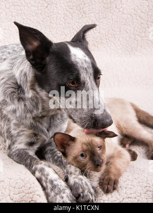 Giovane cane Heeler leccare un piccolo gatto siamese gatto sulla testa, un dolce e affettuosa momento tra amici animali Foto Stock