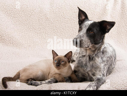 Dolce immagine di un giovane gatto siamese gatto con un giovane Texas Heeler, giacente insieme su un morbido manto; concetto per interspecies amicizia Foto Stock