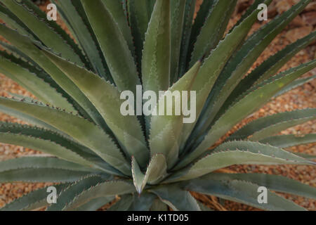 Dettaglio di blu-verde agave cactus spray in foglia Foto Stock