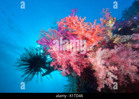 Rosa corallo morbido con una piuma Star su una scogliera nelle isole Figi. Foto Stock