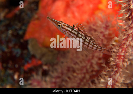 Un bambino Longnose Hawkfish su un ventilatore di mare nelle isole Figi. Foto Stock