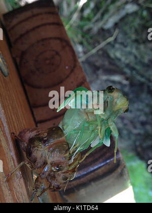 La metamorfosi di una cicala Foto Stock