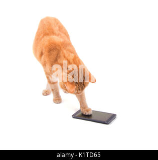 Grande lo zenzero tabby cat giocando su uno smart phone, su bianco Foto Stock