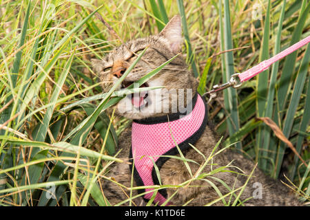 Brown tabby cat masticare su una pianta di yucca leaf all'aperto, indossando un cablaggio rosa e guinzaglio Foto Stock