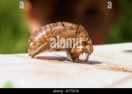 Svuotare il guscio di cicada dopo la molatura Foto Stock