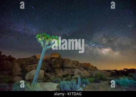 La Via Lattea e le stelle oltre il parco nazionale di Joshua Tree di notte, CALIFORNIA, STATI UNITI D'AMERICA Foto Stock