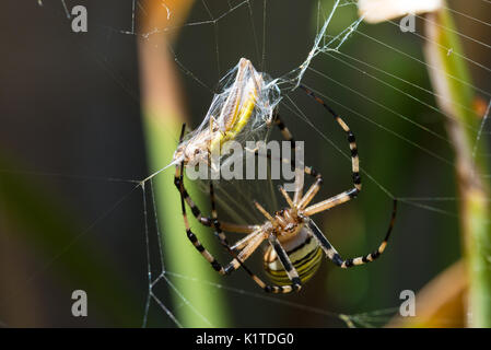 Colorato nero e giallo wasp spider Argiope bruennichi incarto di una preda in seta sul suo web. Vista frontale del ragno faccia. Foto Stock