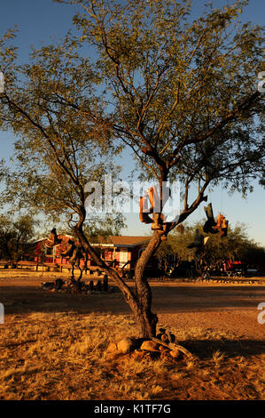 Vecchio stivali da cowboy appeso a un albero, Green Valley, Arizona, Stati Uniti. Foto Stock