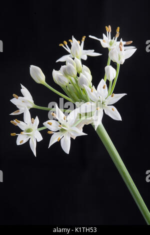 Allium tuberosum rottl, cinese fiore di erba cipollina Foto Stock