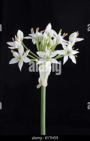 Allium tuberosum rottl, cinese fiore di erba cipollina Foto Stock