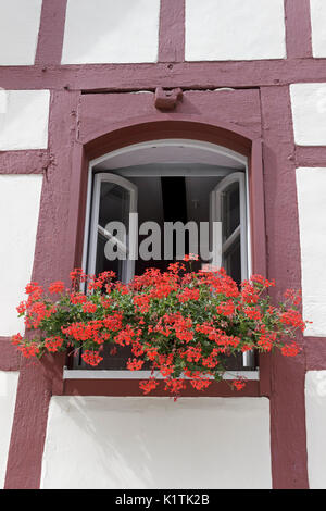 Fiori in una finestra, Beilstein, Moselle, Renania-Palatinato, Germania Foto Stock