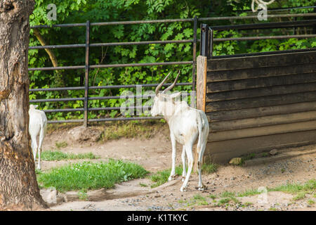 Antilope addax con le corna ricurve sulla natura. Foto Stock