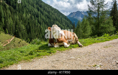 Mucche in montagna nel Trentino Alto Adige, Italia settentrionale. Sullo sfondo il paesaggio montano estivo. Foto Stock