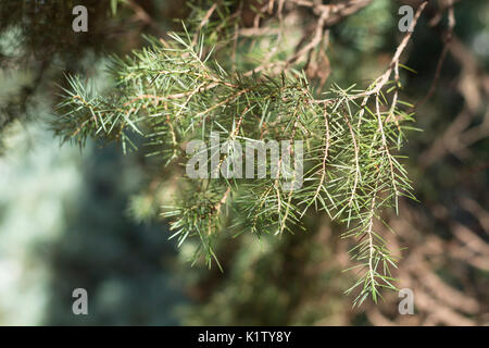 Il ginepro comune filiale, Juniperus communis. Famiglia cupressaceae Foto Stock