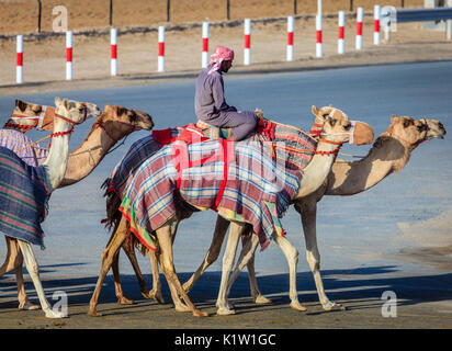 Dubai, Emirati Arabi Uniti - 25 Marzo 2016: gestori di cammelli stanno prendendo gli animali per la gara di pratica a Dubai Camel Racing Club Foto Stock