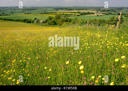 Fiori selvaggi sulle pendici di Beacon Hill nel Wiltshire centrale. Foto Stock