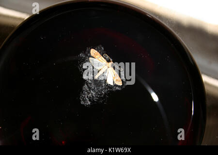 La falda affogata in un bicchiere di vino Foto Stock