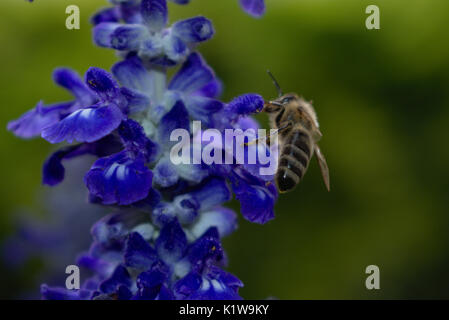 Il miele delle api sul fiore blu Foto Stock