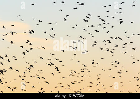 Grande gregge di jackdaws in silhouette in cielo di sera Foto Stock