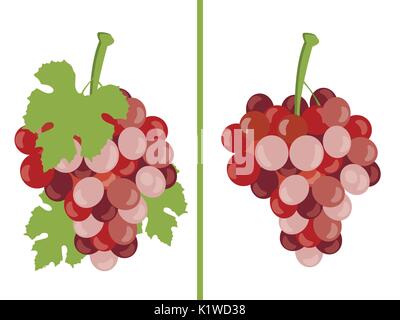 Uva. I grappoli di uva. Insieme di diverse varietà di uva. Illustrazione Vettoriale