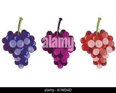 Uva. I grappoli di uva. Insieme di diverse varietà di uva. Illustrazione Vettoriale