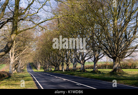 Linea di faggi a Kingston Lacy in Dorset Foto Stock