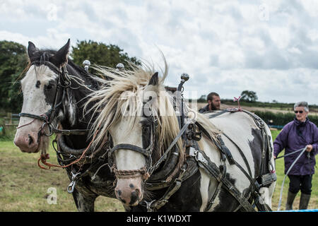 Due cavalli da lavoro Foto Stock