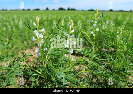 Campo bianco con colture di lupino Foto Stock