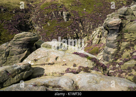 Aspro paesaggio sul bordo di Kinder Scout in estate. Heather e rocce sopra Grindsbrook Clough, Edale, Derbyshire, in Inghilterra. Foto Stock