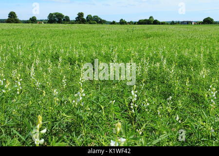 Lupino bianco raccolti. Paesaggio rurale Foto Stock