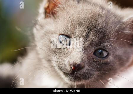 Close up ritratto di piccolo gattino Foto Stock