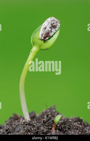 Girasole, piantina, Renania settentrionale-Vestfalia, Germania / (Helianthus annuus) | Sonnenblume, Keimling / (Helianthus annuus) Foto Stock