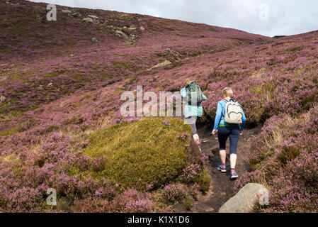 Due donne a piedi in heather colline rivestite del Peak District nel Derbyshire, Inghilterra. Foto Stock