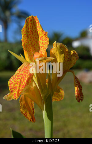 Canna, fiore Foto Stock